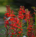 Cardinal Flower seeds for Planting Fragrant Blossoms, Heirloom & GMO Free Seeds for Home Garden seeds for planting