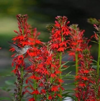 Cardinal Flower seeds for Planting Fragrant Blossoms, Heirloom & GMO Free Seeds for Home Garden seeds for planting