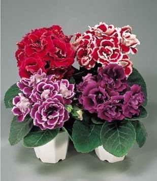 Gloxinia Mixed Flower seeds for Planting Cut Flower Favorite, Heirloom & GMO Free Seeds for Home Garden vegetable and garden seeds