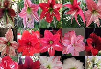 High quality Hippeastrum Rutilum Mixed Flower seeds for Planting Shade Tolerant, Heirloom & GMO Free Seeds for Home Garden seeds pack
