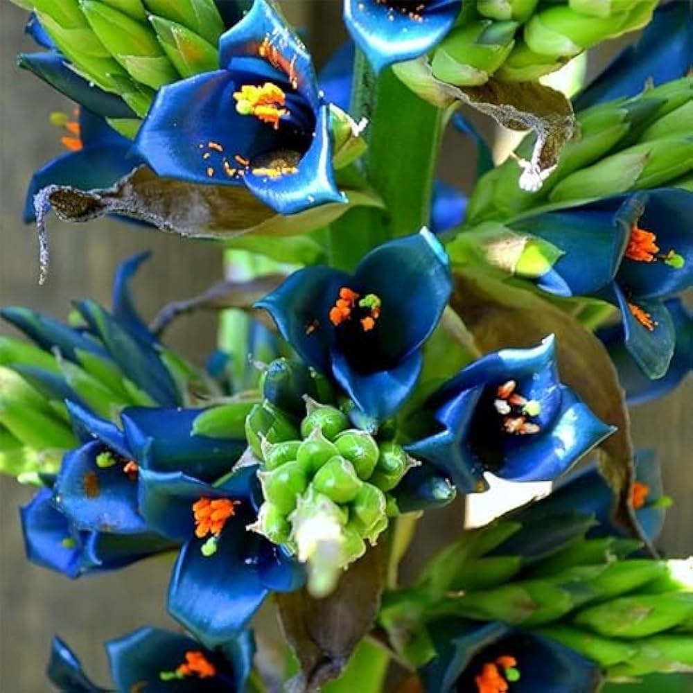 Blue Puya Alpestris Flower seeds for Planting Low Maintenance, Heirloom & GMO Free Seeds for Home Garden vegetable and garden seeds