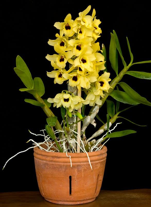 Yellow Dendrobium Orchid Flower seeds for Planting Sun Loving, Heirloom & GMO Free Seeds for Home Garden vegetable and garden seeds