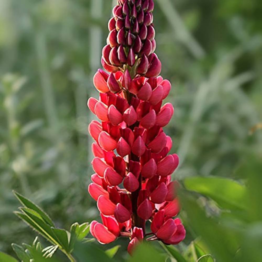 Maroon Lupine Flower seeds for Planting Wildflower Mix, Heirloom & GMO Free Seeds for Home Garden vegetable and garden seeds