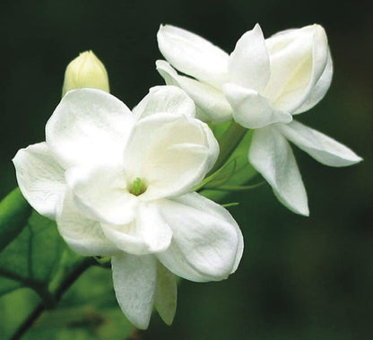 Jasmine Flower seeds for Planting - Colorful Display, Heirloom & GMO Free Seeds for Home Garden