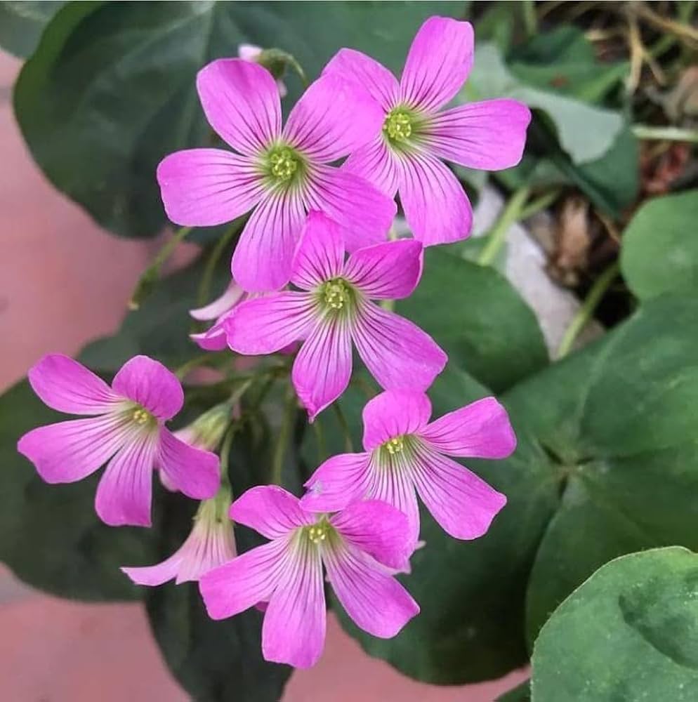 Pink Oxalis Laciniata Flower seeds for Planting Pollinator Friendly, Heirloom & GMO Free Seeds for Home Garden seeds for home gardening