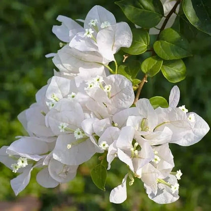 Mixed Bougainvillea Flower seeds for Planting - Low Maintenance, Heirloom & GMO Free Seeds for Home Garden