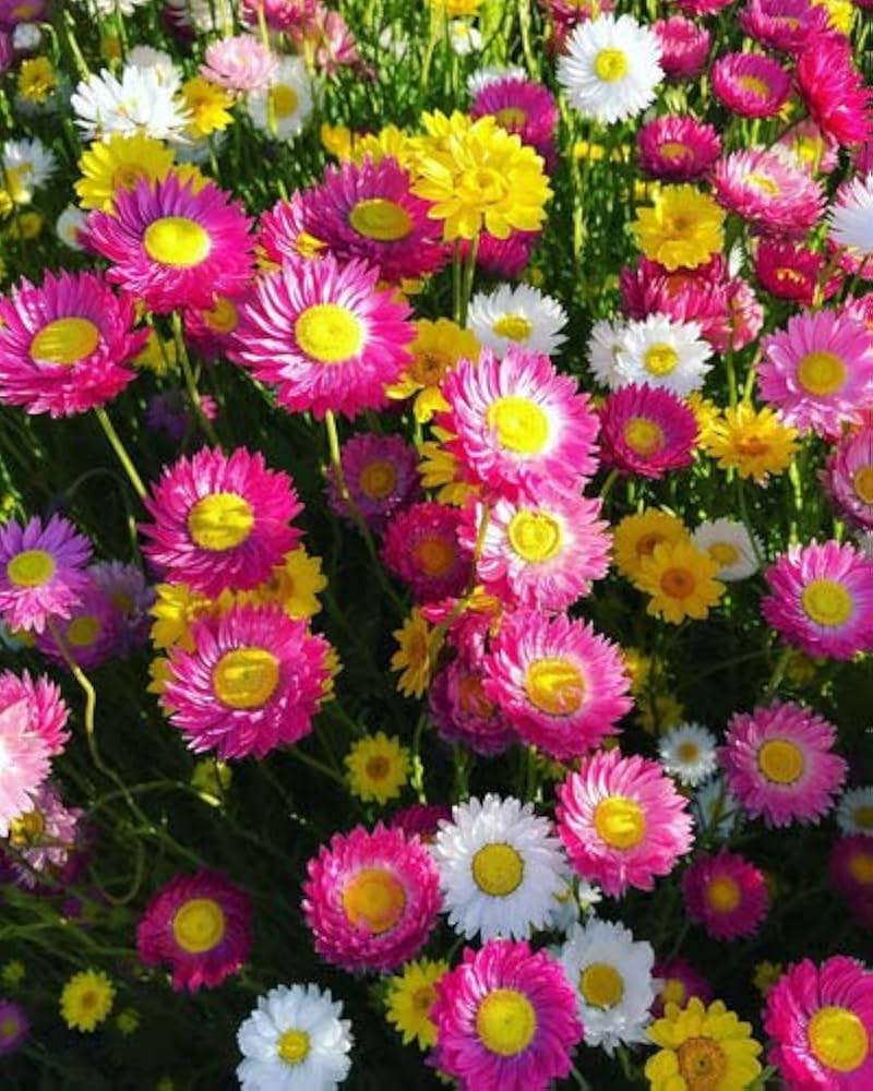 Premium Paper Acroclinium Flower seeds for Planting Sun Loving, Heirloom & GMO Free Seeds for Home Garden seeds