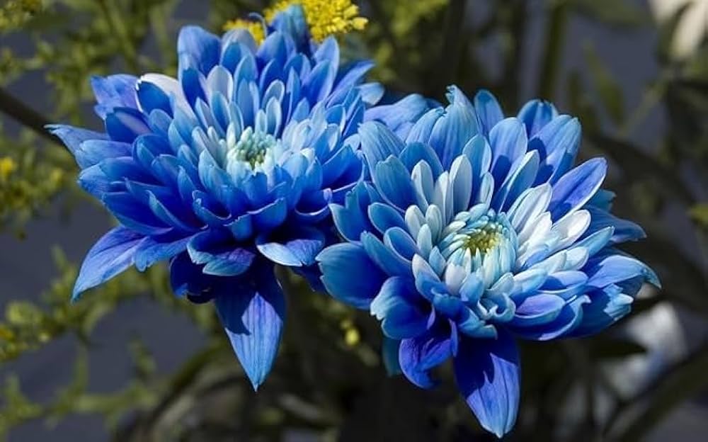 High quality Purple Blue Chrysanthemum Flower seeds for Planting Compact Growth, Heirloom & GMO Free Seeds for Home Garden seeds pack