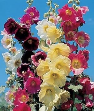Mixed Danish Hollyhock Flower seeds for Planting Hardy Variety, Heirloom & GMO Free Seeds for Home Garden seeds for planting