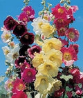 Mixed Danish Hollyhock Flower seeds for Planting Hardy Variety, Heirloom & GMO Free Seeds for Home Garden seeds for planting