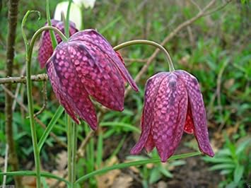 Pink Fritillaria Flower seeds for Planting Shade Tolerant, Heirloom & GMO Free Seeds for Home Garden seeds for planting
