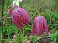 Pink Fritillaria Flower seeds for Planting Shade Tolerant, Heirloom & GMO Free Seeds for Home Garden seeds for planting