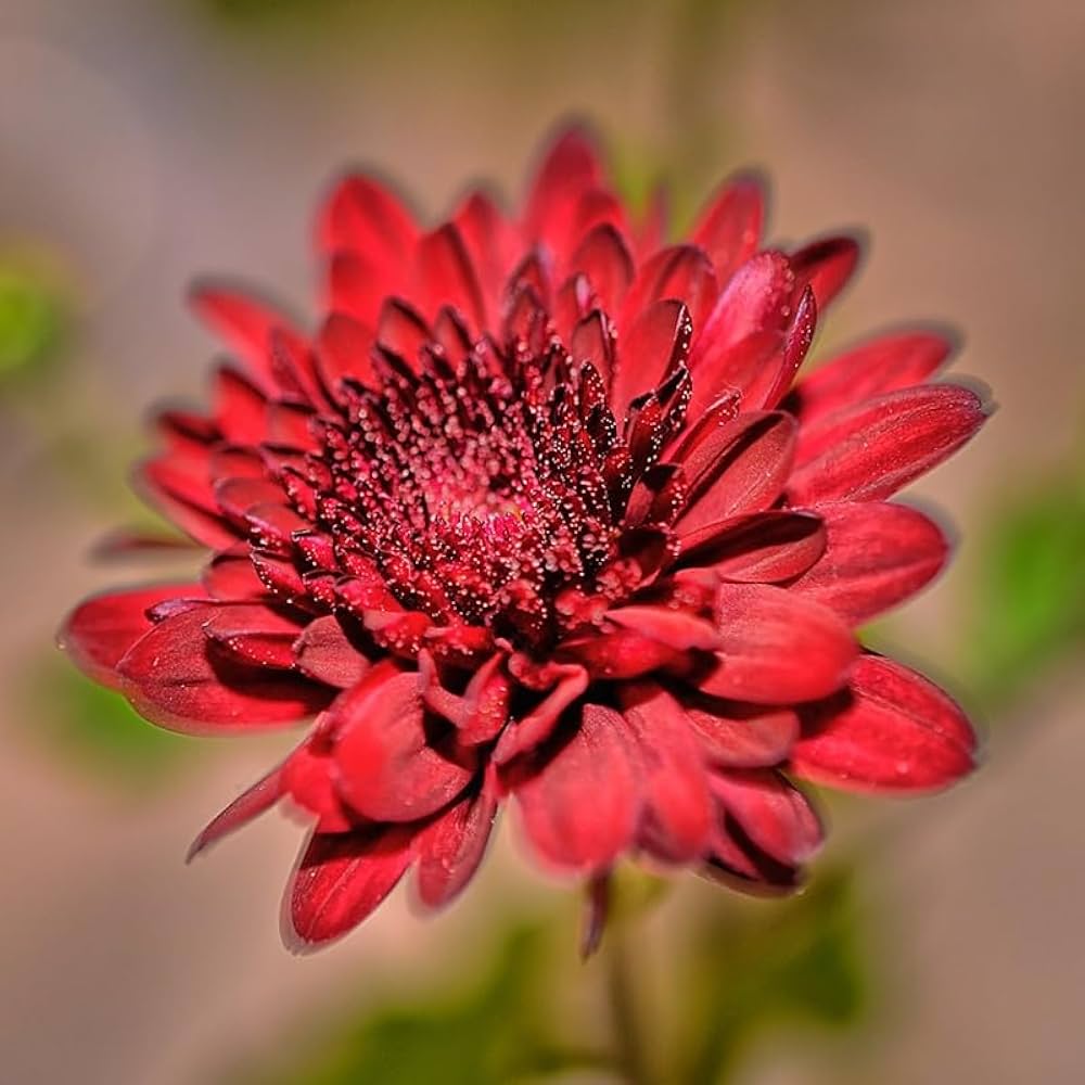 Red Chrysanthemum Flower seeds for Planting Cut Flower Favorite, Heirloom & GMO Free Seeds for Home Garden seeds for planting