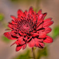 Red Chrysanthemum Flower seeds for Planting Cut Flower Favorite, Heirloom & GMO Free Seeds for Home Garden seeds for planting