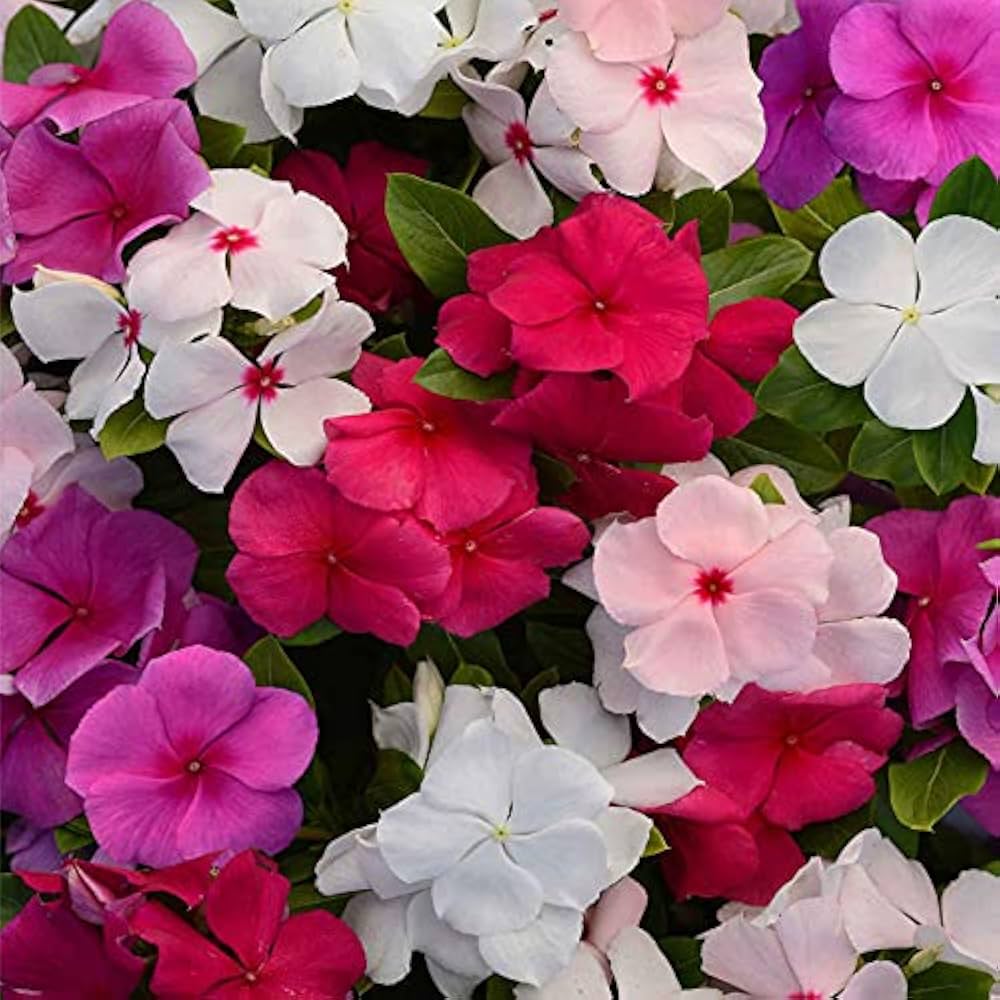 Premium Mixed Madagascar Flower seeds for Planting Pollinator Friendly, Heirloom & GMO Free Seeds for Home Garden seeds