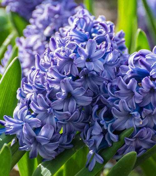 Blue Hyacinthus Flower seeds for Planting Wildflower Mix, Heirloom & GMO Free Seeds for Home Garden seeds for planting