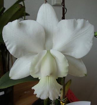 White Cattleya Flower seeds for Planting Fragrant Blossoms, Heirloom & GMO Free Seeds for Home Garden vegetable and garden seeds