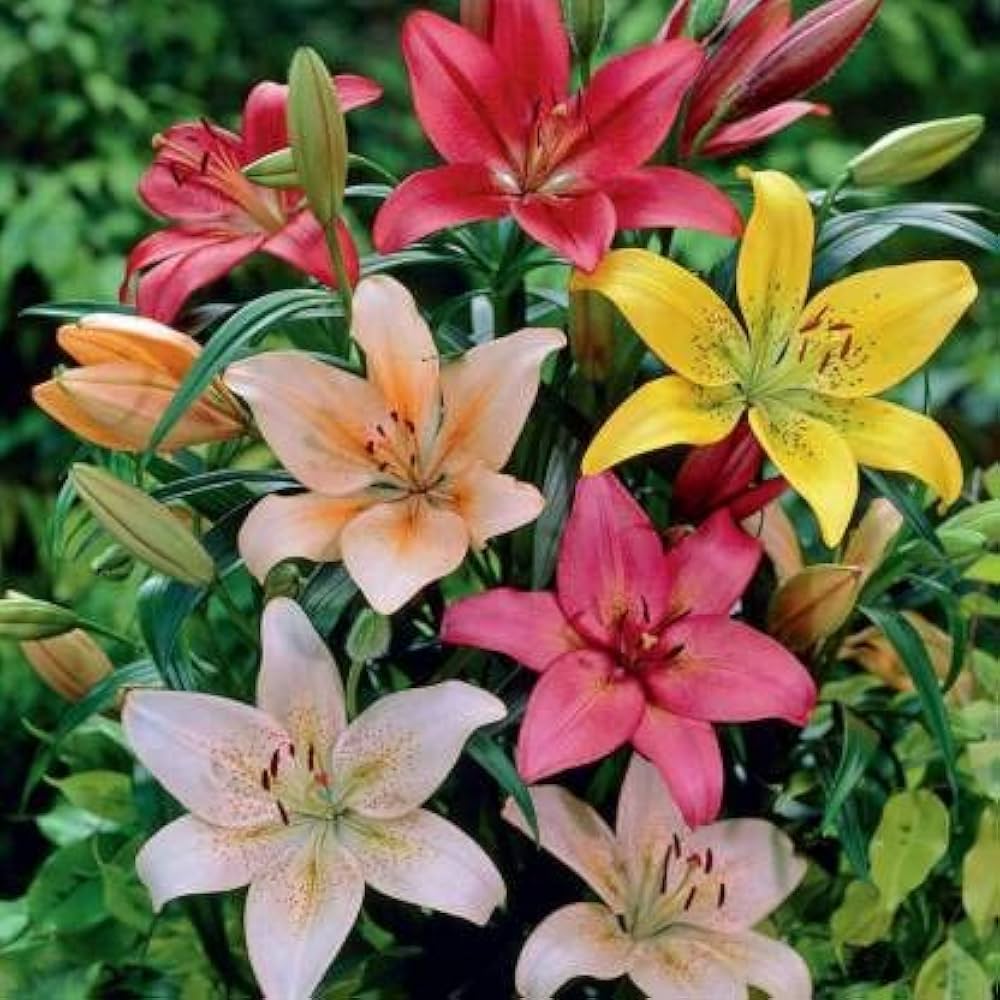 Lluvia Flower seeds for Planting Cut Flower Favorite, Heirloom & GMO Free Seeds for Home Garden vegetable and garden seeds