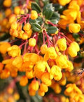 Yellow Darwinii Flower seeds for Planting Wildflower Mix, Heirloom & GMO Free Seeds for Home Garden seeds for planting