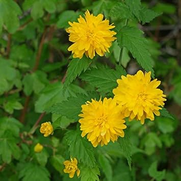 Yellow Kerria Japonica Flower seeds for Planting Low Maintenance, Heirloom & GMO Free Seeds for Home Garden seeds for planting