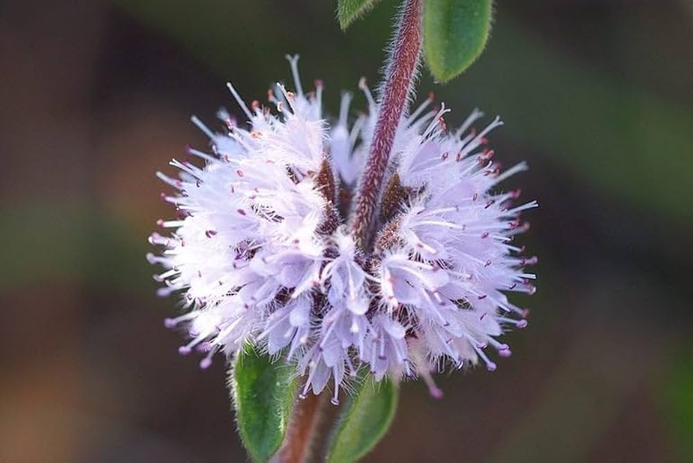 Pennyroyal Flower seeds for Planting Sun Loving Heirloom & GMO Free Seeds for Home Garden