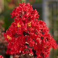 Red Crape Tree Flower seeds for Planting Long Bloom Season, Heirloom & GMO Free Seeds for Home Garden seeds for planting