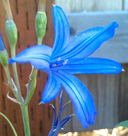 Blue Amaryllis Flower seeds for Planting Premium Quality Heirloom & GMO Free Seeds for Home Garden