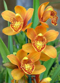Orange Mini Orchid Flower seeds for Planting Seasonal Bloomer, Heirloom & GMO Free Seeds for Home Garden seeds for planting