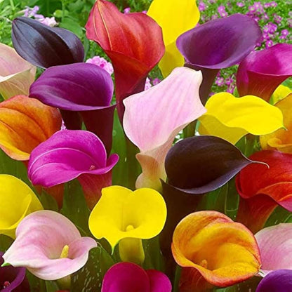 Mixed Calla Lily Flower seeds for Planting - Colorful Display, Heirloom & GMO Free Seeds for Home Garden