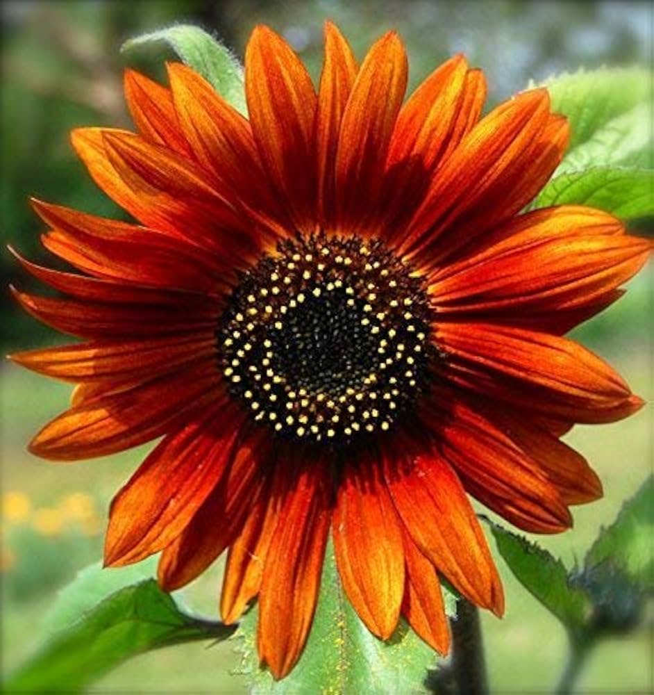 Premium Yellow Red SunFlower seeds for Planting Garden Favorite, Heirloom & GMO Free Seeds for Home Garden seeds
