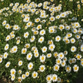 Leucanthemum Flower seeds for Planting Vibrant Colors, Heirloom & GMO Free Seeds for Home Garden seeds for planting