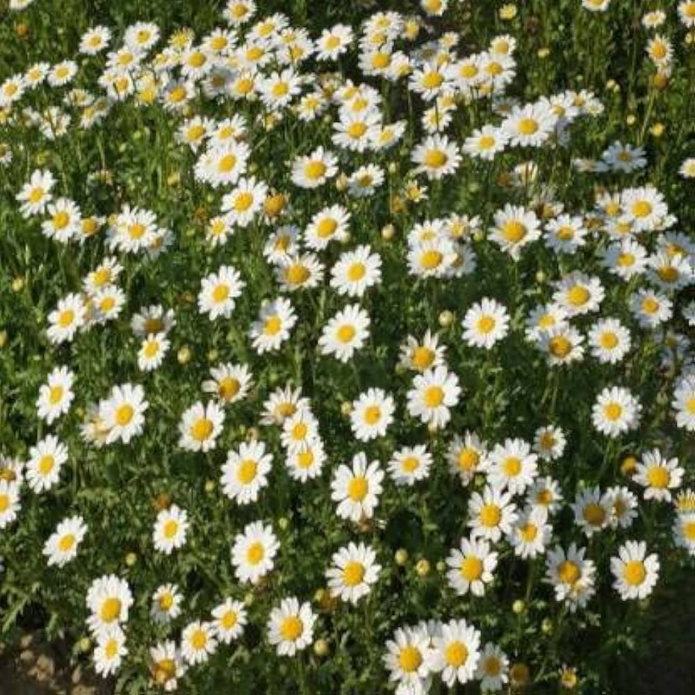 Leucanthemum Flower seeds for Planting Vibrant Colors, Heirloom & GMO Free Seeds for Home Garden seeds for planting