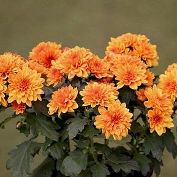 Light Orange Chrysanthemum Flower seeds for Planting Sun Loving, Heirloom & GMO Free Seeds for Home Garden vegetable and garden seeds