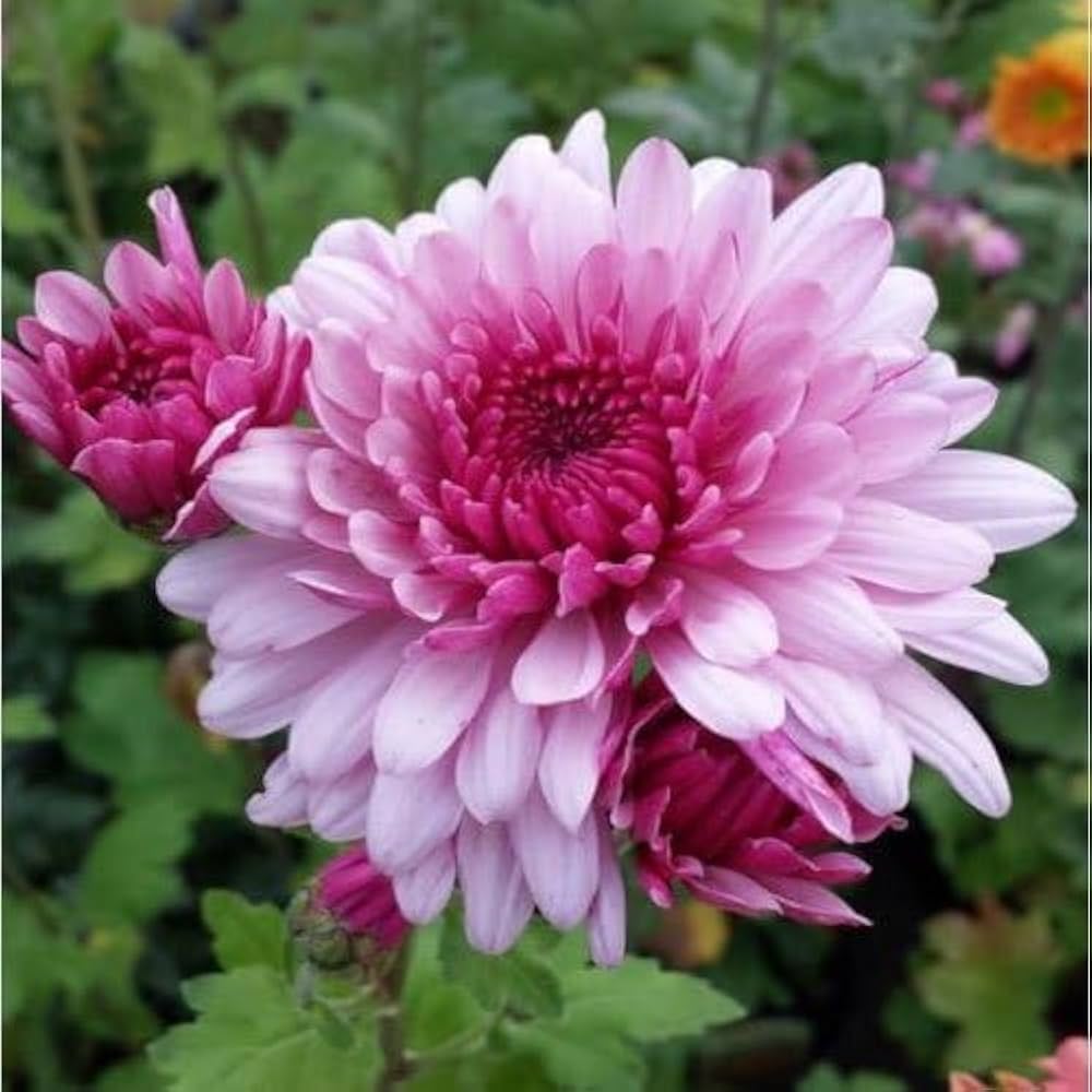 Premium Rare Pink Chrysanthemum Flower seeds for Planting Drought Tolerant, Heirloom & GMO Free Seeds for Home Garden seeds