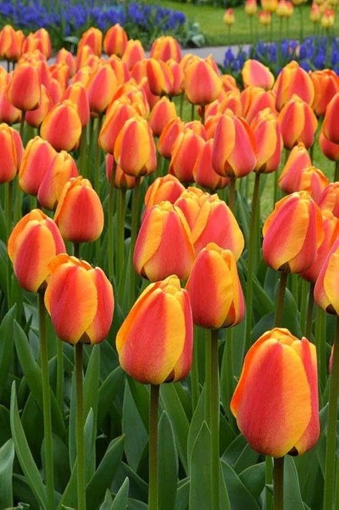 High quality Tulip Yellow Red Flower seeds for Planting Premium Quality, Heirloom & GMO Free Seeds for Home Garden seeds pack
