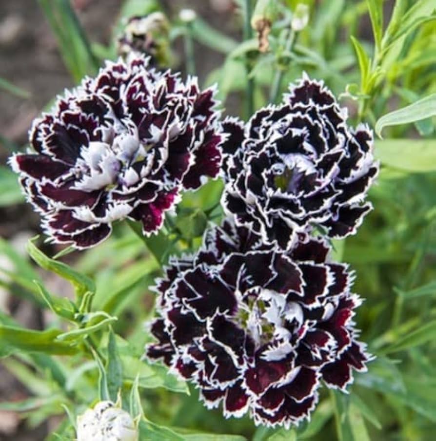 Dianthus Chianti Clove Flower seeds for Planting Wildflower Mix, Heirloom & GMO Free Seeds for Home Garden vegetable and garden seeds