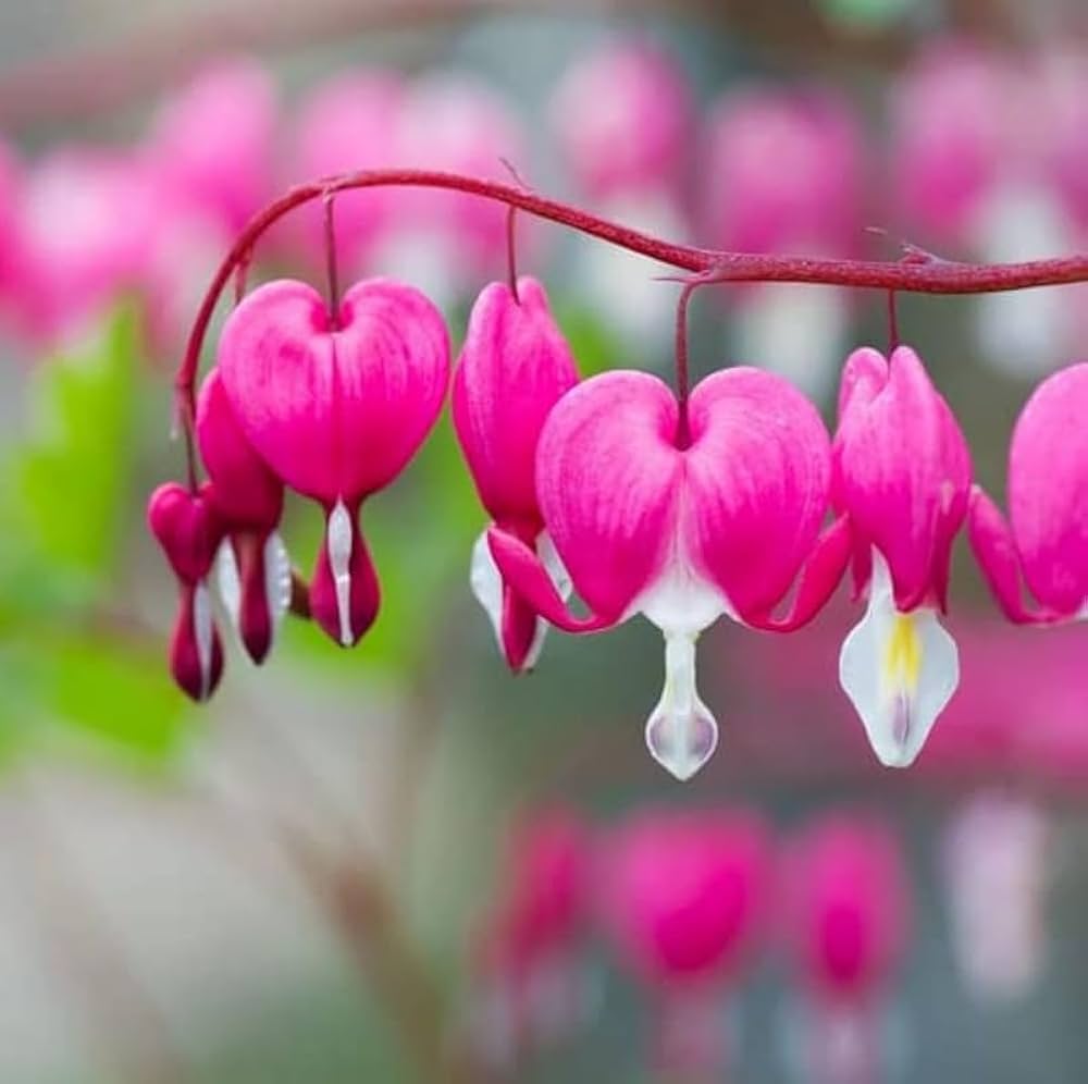 Premium Pink Bleeding Hearts Flower seeds for Planting Pollinator Friendly, Heirloom & GMO Free Seeds for Home Garden seeds
