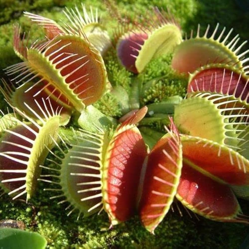 Mosquito Carnivorous Flower seeds for Planting Sun Loving, Heirloom & GMO Free Seeds for Home Garden vegetable and garden seeds