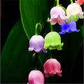 Mixed Bell Orchid Flower seeds for Planting Low Maintenance, Heirloom & GMO Free Seeds for Home Garden seeds for planting