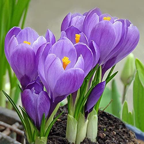 High quality Mixed Colors Crocus Flower seeds for Planting Shade Tolerant, Heirloom & GMO Free Seeds for Home Garden seeds pack