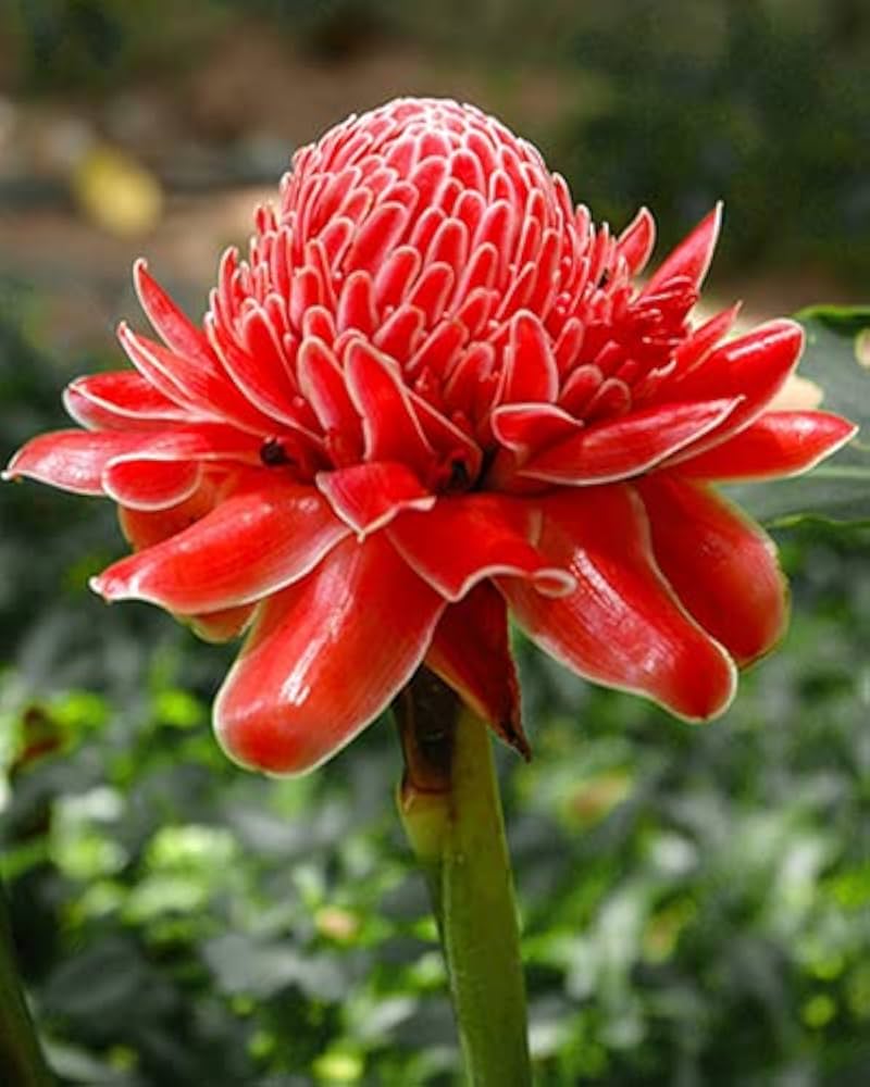 Premium Pink Etlingera Flower seeds for Planting Easy to Grow, Heirloom & GMO Free Seeds for Home Garden seeds