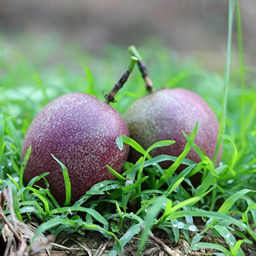Passion Fruit Seeds for Planting - Exotic Purple & Pink Varieties - Evergrowseeds