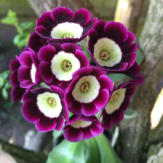 Lavender Primula Malacoides Flower seeds for Planting Premium Quality Heirloom & GMO Free Seeds for Home Garden