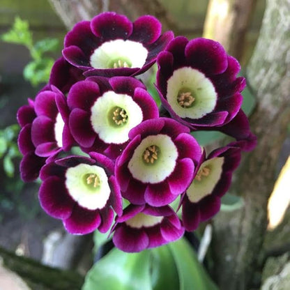 Lavender Primula Malacoides Flower seeds for Planting Premium Quality Heirloom & GMO Free Seeds for Home Garden