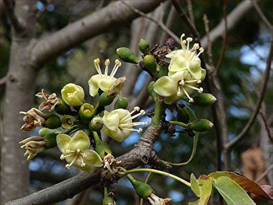 Premium Green Ceiba Pentandra Flower seeds for Planting Perfect for Borders, Heirloom & GMO Free Seeds for Home Garden Sale seeds