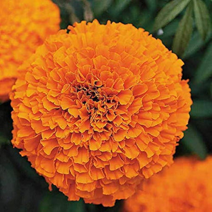 Marigolds Flower seeds for Planting Bright Blooms Heirloom & GMO Free Seeds for Home Garden