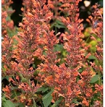 Orange Agastache Navajo Flower seeds for Planting Pollinator Friendly, Heirloom & GMO Free Seeds for Home Garden seeds for planting