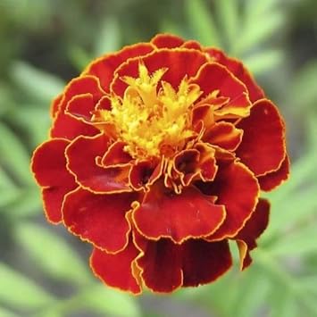 Multi Colored Marigold Flower seeds for Planting Drought Tolerant, Heirloom & GMO Free Seeds for Home Garden seeds for planting