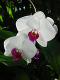 White Butterfly Orchid Flower seeds for Planting Long Bloom Season, Heirloom & GMO Free Seeds for Home Garden seeds for planting
