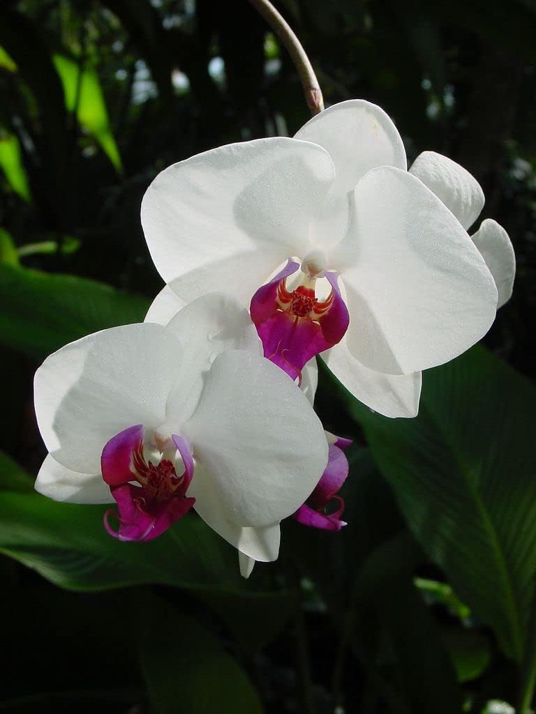 White Butterfly Orchid Flower seeds for Planting Long Bloom Season, Heirloom & GMO Free Seeds for Home Garden seeds for planting